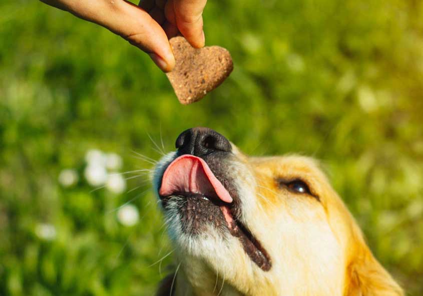 organic hemp CBD dog treats 25mg biscuits chews