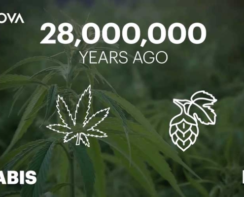 PBS-Nova-History-of-Cannabis