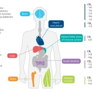 Cannabinoid Receptors in our body CB1 CB2