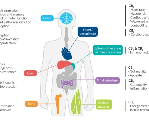 Cannabinoid Receptors in our body CB1 CB2