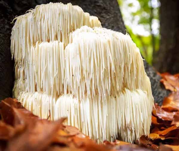 Functional 5 mushroom blend supplement lions mane